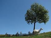 Ennesima salita, ma sempre bella, in Canto Alto in una splendida giornata il 5 settembre 2009 - FOTOGALLERY